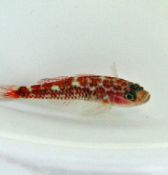 Trimma cf. caesiura - T.B.