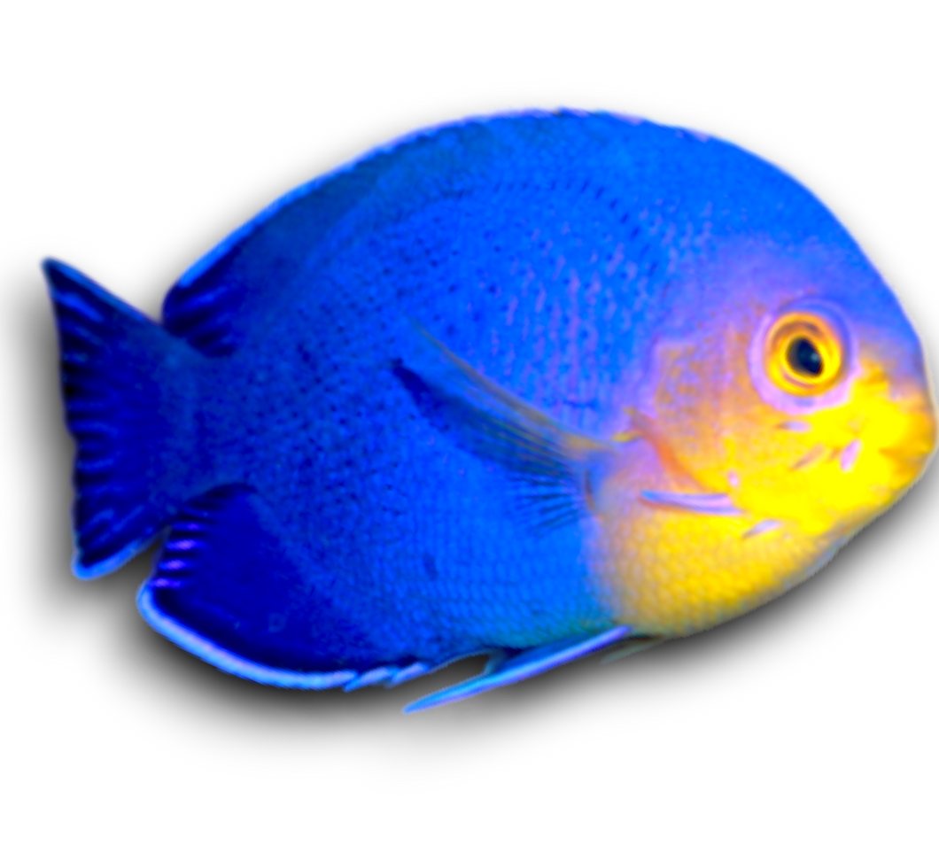 Centropyge argi (Blauer Zwergkaiserfisch)