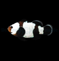 Amphiprion ocellaris (Black Snowflake) - T.B.