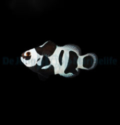 Amphiprion ocellaris (Black Storm) - T.B.