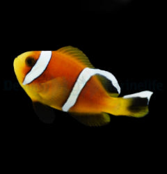 Amphiprion omanensis - T.B.