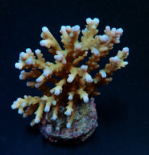 Lade das Bild in den Galerie-Viewer, Acropora granulosa
