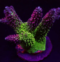 Lade das Bild in den Galerie-Viewer, Acropora abrotanoides
