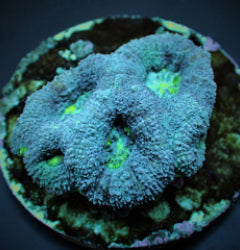 Acanthastrea bowerbanki (frag) NZ