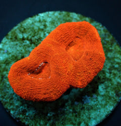 Acanthastrea bowerbanki (Ultra) (frag) NZ