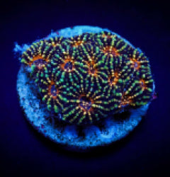 Acanthastrea echinata (Premium) (frag) NZ