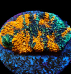 Acanthastrea echinata (Ultra) (frag) NZ