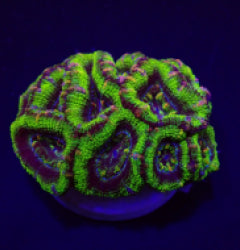 Acanthastrea lordhowensis (Green) (frag) NZ