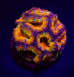 Acanthastrea lordhowensis (Ultra) (frag) NZ