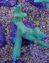 Lade das Bild in den Galerie-Viewer, Acropora abrolhosensis
