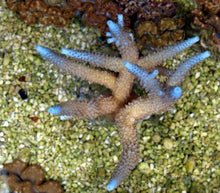 Lade das Bild in den Galerie-Viewer, Acropora abrolhosensis
