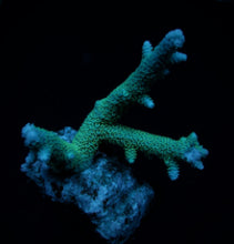 Lade das Bild in den Galerie-Viewer, Acropora abrolhosensis
