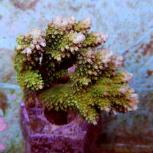 Lade das Bild in den Galerie-Viewer, Acropora abrotanoides
