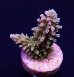 Acropora abrotanoides (frag) NZ