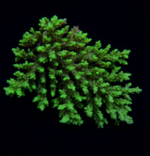 Lade das Bild in den Galerie-Viewer, Acropora aculeus
