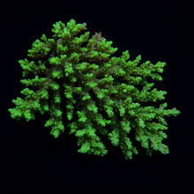 Lade das Bild in den Galerie-Viewer, Acropora aculeus
