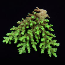 Lade das Bild in den Galerie-Viewer, Acropora aculeus
