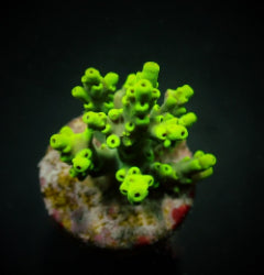 Acropora aculeus (frag) NZ