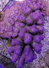 Lade das Bild in den Galerie-Viewer, Acropora anthocercis
