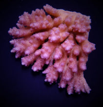 Lade das Bild in den Galerie-Viewer, Acropora anthocercis
