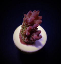 Acropora anthocercis (frag) NZ