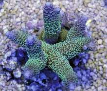 Lade das Bild in den Galerie-Viewer, Acropora aspera
