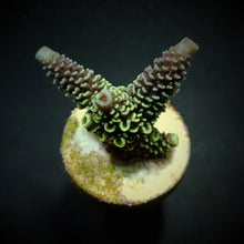 Lade das Bild in den Galerie-Viewer, Acropora aspera
