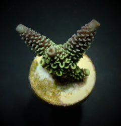 Acropora aspera (frag) NZ