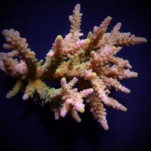 Lade das Bild in den Galerie-Viewer, Acropora austera
