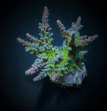 Lade das Bild in den Galerie-Viewer, Acropora austera
