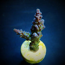 Lade das Bild in den Galerie-Viewer, Acropora austera
