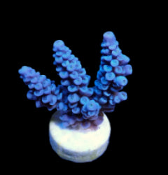 Acropora bifaria (Blue) (frag) NZ