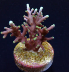 Acropora carduus (frag) NZ