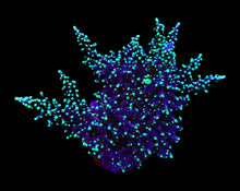 Lade das Bild in den Galerie-Viewer, Acropora carduus
