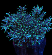 Lade das Bild in den Galerie-Viewer, Acropora carduus
