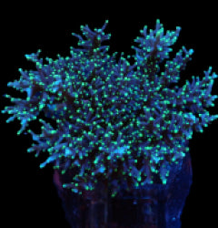 Acropora carduus