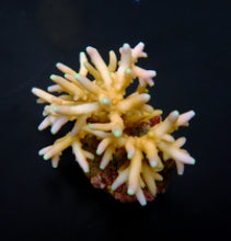 Lade das Bild in den Galerie-Viewer, Acropora caroliniana
