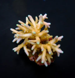 Acropora caroliniana
