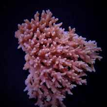Lade das Bild in den Galerie-Viewer, Acropora caroliniana
