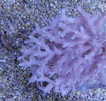 Lade das Bild in den Galerie-Viewer, Acropora caroliniana
