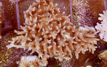 Lade das Bild in den Galerie-Viewer, Acropora caroliniana
