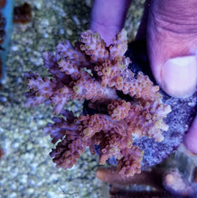 Lade das Bild in den Galerie-Viewer, Acropora cerealis
