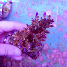 Lade das Bild in den Galerie-Viewer, Acropora cerealis
