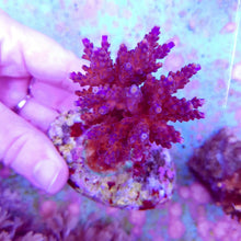 Lade das Bild in den Galerie-Viewer, Acropora cerealis
