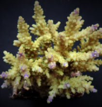 Lade das Bild in den Galerie-Viewer, Acropora cerealis
