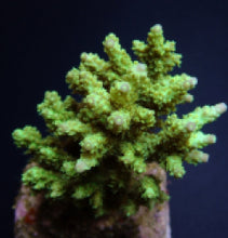 Lade das Bild in den Galerie-Viewer, Acropora chesterfieldensis
