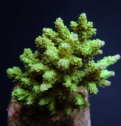 Acropora chesterfieldensis