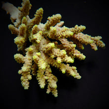 Lade das Bild in den Galerie-Viewer, Acropora chesterfieldensis
