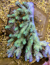 Lade das Bild in den Galerie-Viewer, Acropora chesterfieldensis
