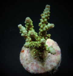 Acropora chesterfieldensis (frag) NZ